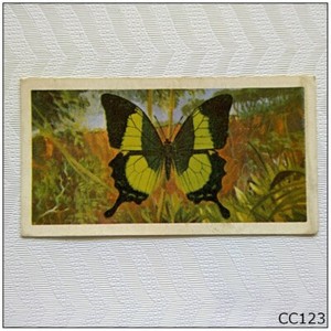 Brooke Bond Butterflies Of The World #15 Papilio buddha Tea Card (B) (CC123)