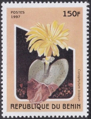 Specimen, Benin Sc1002 Flowering Cactus, Conophytum bilobun - Image 1 of 2