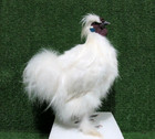 Large White Silkie Rooster Taxidermy Real Bird Mount Plum Face