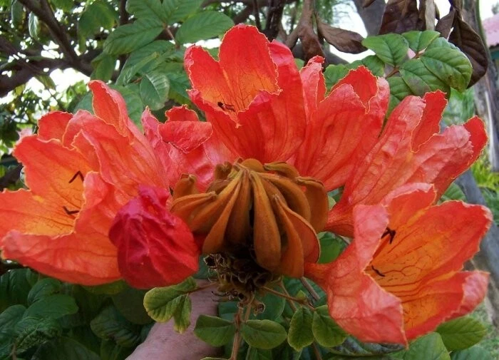Spathodea Campanulata African Tulip Flowering Tree 500 Seeds - Image 1 of 4