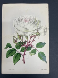 Botanicals, Roses, Antique Prints, James Andrews, Floral Magazine, 1866, #210 - Picture 1 of 1