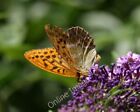 Photo 6X4 Butterfly Near Parke Bridge Bovey Tracey A (Small?) Pearl-Borde C2010