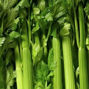 TENDERCRISP CELERY SEEDS 1000+ vegetable GARDEN soups STEWS snacks FREE SHIPPING - Picture 1 of 1
