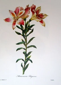 P. J. Redoute print # 2 Alstrameria Pelegrina - Picture 1 of 1
