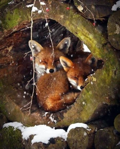 framed canvas art print giclée or poster Fox sleeping in hollow trees wildlife - Picture 1 of 6