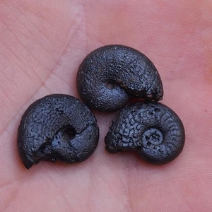 3 piezas 16-18 mm amonita hematita Marruecos fósil jurásico amonitas 2278 - Imagen 1 de 7