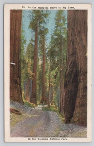 Post Card In The Mariposa Grove Of Big Trees O360 - Picture 1 of 2
