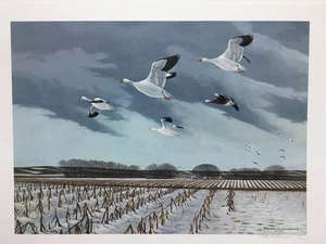 Richard Younger Snow Goose & Blue Goose Signed Wildlife Art Print Cornfield - Picture 1 of 1