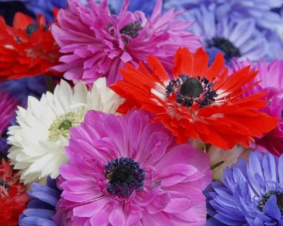 15 Anemone Mixed Flower Bulbs-A Variety of Pretty Colors with Semi-Double Petals - Image 1 of 1