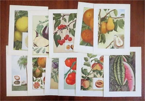 Fruit & Vegetable Prints c. 1911 lot x 11 Eggplant Tomato Coconut Pear Cherry - Picture 1 of 6