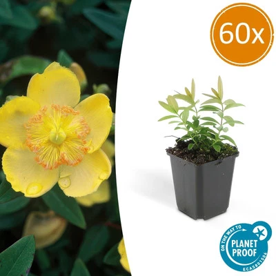 60 x Hypericum calycinum ↕10-25 cm - Ø9 cm erba di San Giovanni - Immagine 1 di 4