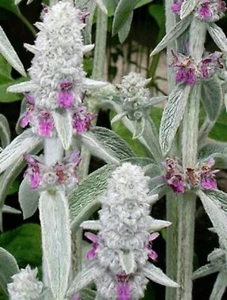 25 Lamb’s Ear Seeds (Stachys byzantine) - perennial seeds - Medicinal - Picture 1 of 3