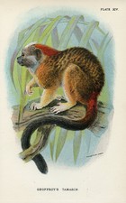 VINTAGE Primate Natural History Print - Geoffroy's Tamarin  #J924