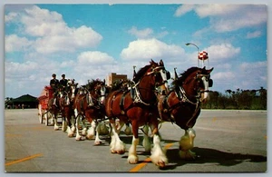Postcard Tampa Florida c1960s Budweiser Clydesdale 8 Horse Team Busch Gardens - Picture 1 of 2