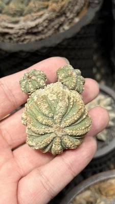 Semilla de Aztekium Ariocarpus Pelecyphora cultivada Copiapoa  Foto 1 de 4