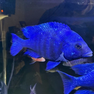 Start Shaphire Hap Cichlid 8-9Inch Freshwater Live Fish Exact Fish Own Photo - Image 1 of 4