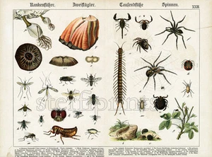1886 SCHUBERT CHROMOLITHOGRAPH spiders, scorpion, ticks, mites, flies, flea, ... - Picture 1 of 3