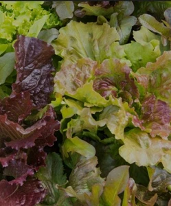 Lettuce 5 types mix, organic seeds, Sow Any Time, UK grown, leaves for salads - Picture 1 of 2