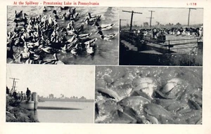 At the Spillway Lake in PA Pennsylvania Postcard - Picture 1 of 2