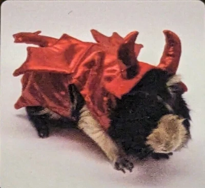 Disfraz de diablo mascota animal pequeño 😈 Foto 1 de 3