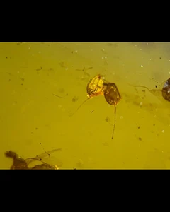 Burmite Fossil Cretaceous amber unknown insect Burmese Fossil amber Myanmar - Picture 1 of 4