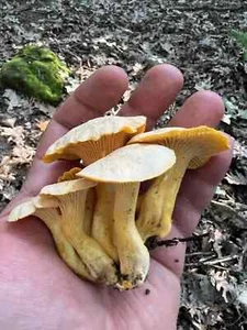 100% Natural Dried Chanterelle Wild Forest Mushrooms wild-harvested in Bulgaria - Picture 1 of 26