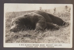 Kluana Lake YUKON TERRITORY ALASKA RPPC c1930 DEAD BEAR Alaska Brown HUNTED - Picture 1 of 2