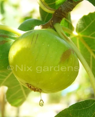 IRANIAN "KAN" WHITE Fig Tree - (2) Cuttings - Image 1 of 4