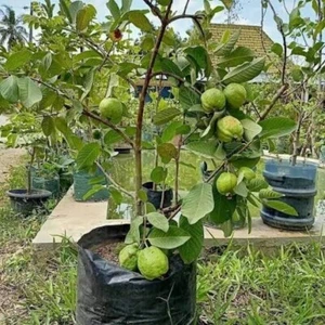 Grafteed Seedless White Crystal Guava Fruit Tree Free Phitosanitari - Picture 1 of 7
