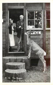 RPPC People Feed The Beggar Young Deer Buck at Office Sequoia National Park CA - Imagen 1 de 2