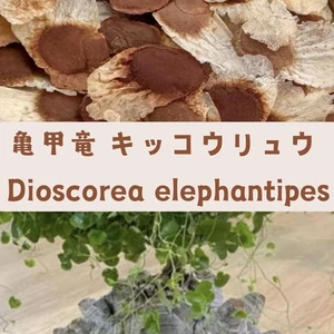 Dioscorea elephantipes Fresh Seeds100/200/500 - Picture 1 of 1