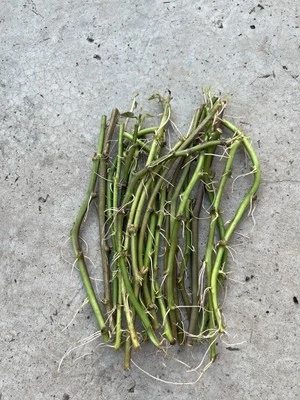 20 Rooted Sweet Potato Slips Beauregard Sweet Potato Plant Ready To Plant - Image 1 of 4