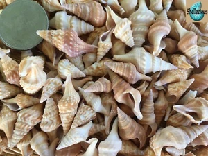 120+ SMALL JAVANNA SEA SHELLS - 1/2 CUP - 5/8" TO 1-1/4" - Picture 1 of 2