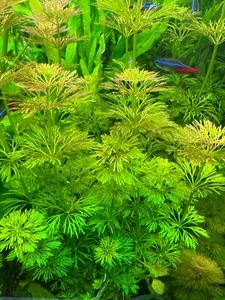 Aquarium: MEGA ANGEBOT!! 🐠🌱 5x Limnophila sessiliflora / Aquariumpflanze - Bild 1 von 1