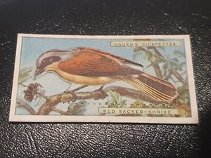 Ogdens Cigarette Card British Birds Pop Out #35 Red Backed Shrike (D28)