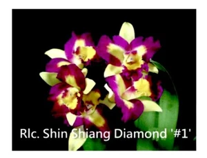 Rhyncholaeliocattleya Shin Shiang Diamond 'DY#1' - Bild 1 von 3
