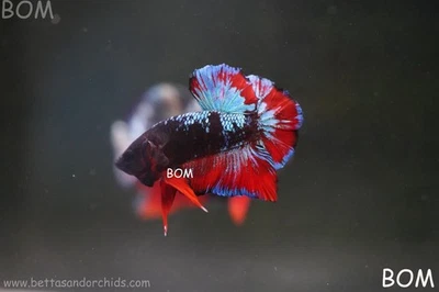 LIVE BETTA MALE HMPK GORDON GALAXY DUST | BOM-A497 - Image 1 of 4