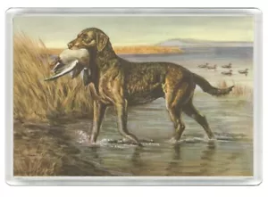 CHESAPEAKE BAY RETRIEVER DOG ART PRINT NOVELTY FRIDGE MAGNET GREAT GIFT - Picture 1 of 1