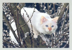 1 AK Katze "Weidenkätzchen" - Harenberg x - Bild 1 von 1