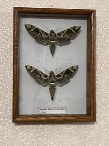 Stunning pair of Oleander hawk moths (D. nerii) in solid oak Frame - Picture 1 of 1