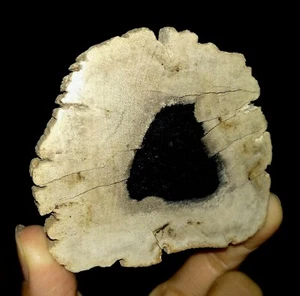 AMAZING AMMONITE, PETRIFIED WOOD FOSSIL SLICE CUT FROM SUMATERA, INDONESIA, 70MM - Picture 1 of 6