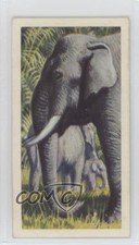 1962 Brooke Bond Asian Wild Life Tea Asiatic Elephant #43 2p7
