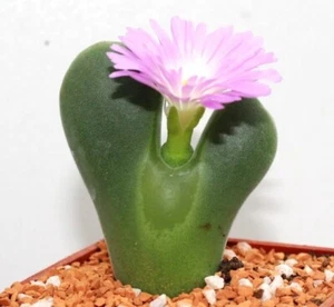 Conophytum regale SB793 MG1450 semillas 20 piezas 2023 años - Imagen 1 de 4