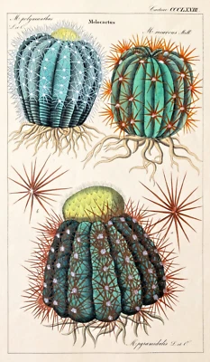 Dietrich Kaktus Melocactus Flora Universalis Original Lithografie 1850 - Bild 1 von 4
