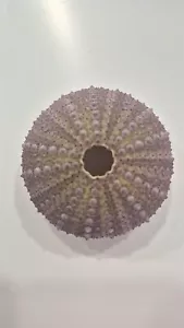 VIOLACEUS SEA URCIN SCHNÄPPCHEN!! - Bild 1 von 2