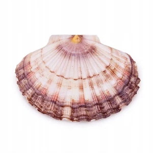 Pecten Maximus Muschel Dekoration für Aquarien 10 cm - Bild 1 von 2
