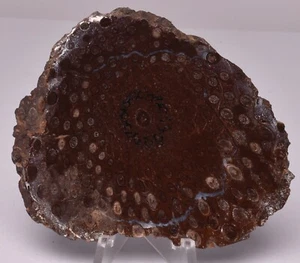 Rebanada fósil de planta de gould PALAEOSMUNDA WILLIAMSII, QLD Australia S679 - Imagen 1 de 4