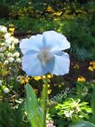 Photo 6x4 Meconopsis at Branklyn Gardens Perth/NO1123 These Himalayan po c2010