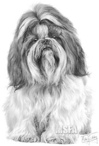 Shih Tzu Large Superb Quality Giclee Print by Mike Sibley, Collectable