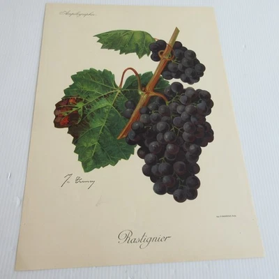 GRAPES Antique Print 1905 Original Rastigner Ampelographie F Champenois Paris - Image 1 of 4